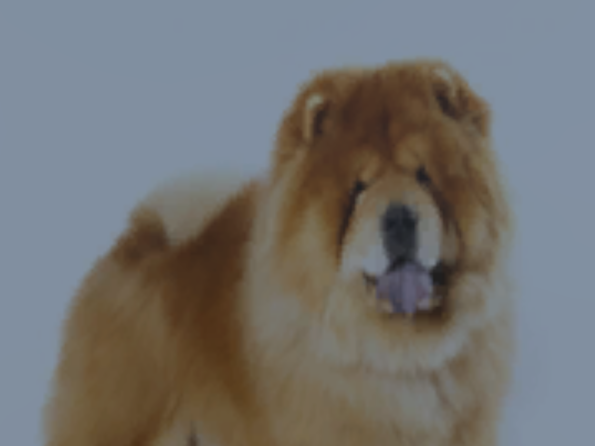CHAUCHAUCHAU