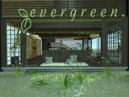 e v e r g r e e n․