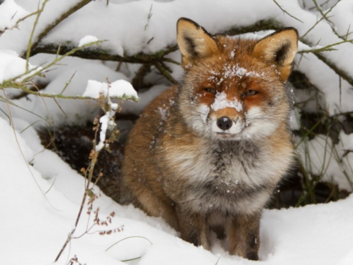Lost In a Foxburrow