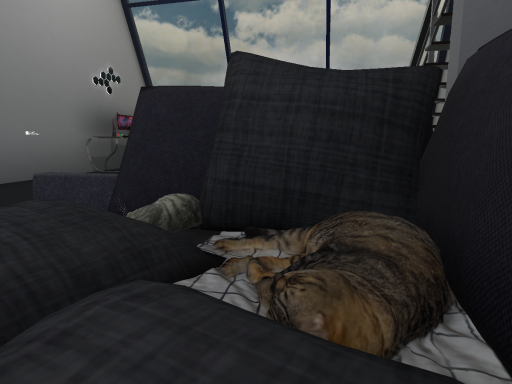 这有猫